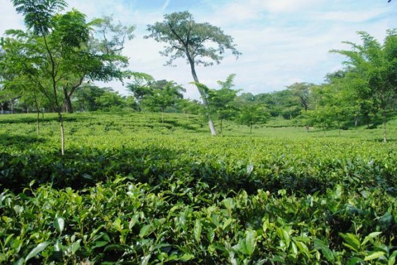 Jiten lays Foundation stone of tea processing unit 
